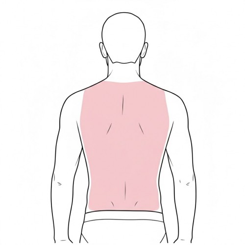 From shoulders to the waistline (including the shoulder blades).