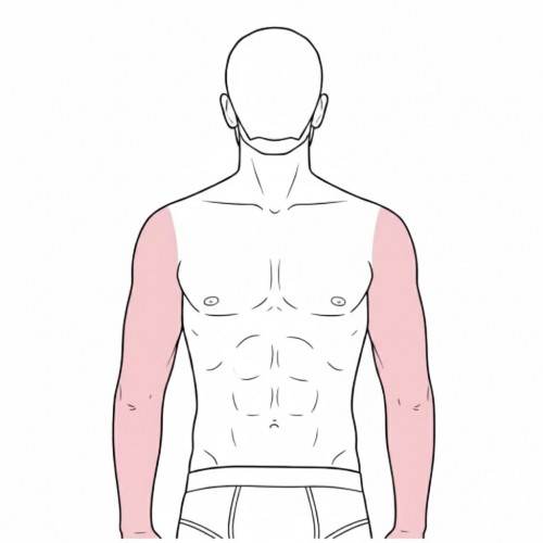 From the shoulder joint to the fingertips.